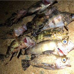 好調サーフロック