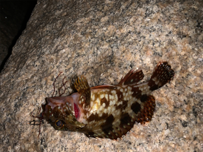 雨が降る前の釣行