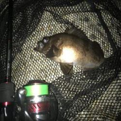 メバリング楽しい(^。^)