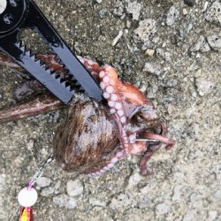 雨の中オクトパッシング