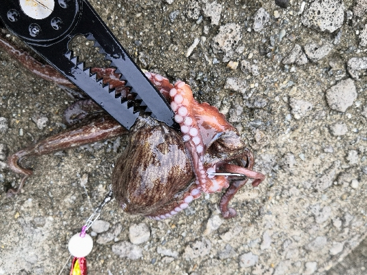 雨の中オクトパッシング