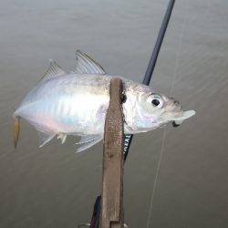 アジング練習 165