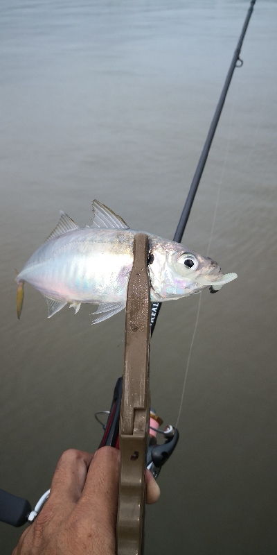 アジング練習 165