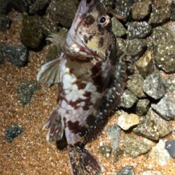 相変わらずガシラ