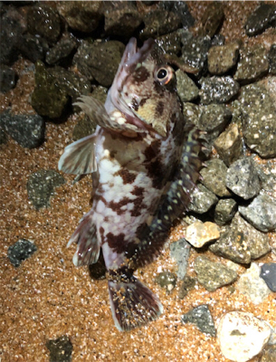 相変わらずガシラ