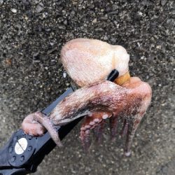 オクトパッシング前半後半