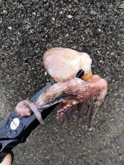 オクトパッシング前半後半