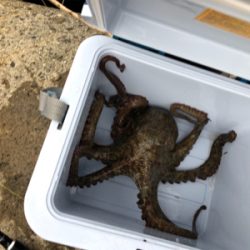 たこ調査5 出ました!キロアップ