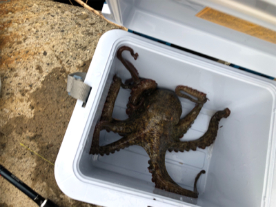 たこ調査5 出ました!キロアップ