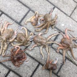 雨降り合間に新子9杯