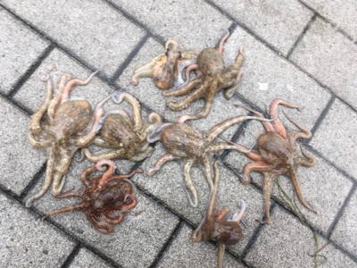 雨降り合間に新子9杯