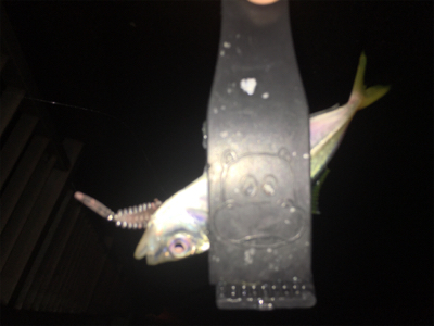 外道だらけのアジング