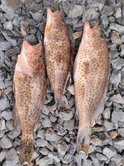 ルアーフィッシング