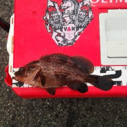 アジング練習 167