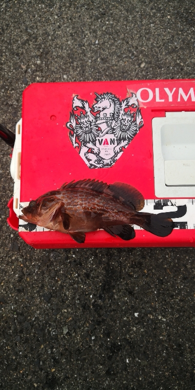 アジング練習 167