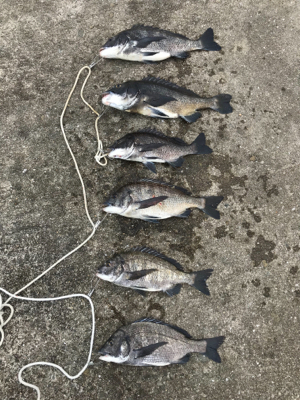 年無し2枚ゲット！