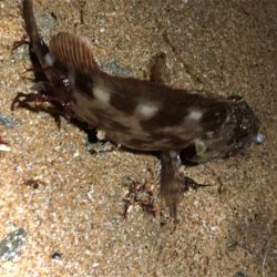 ガシラはね、、、