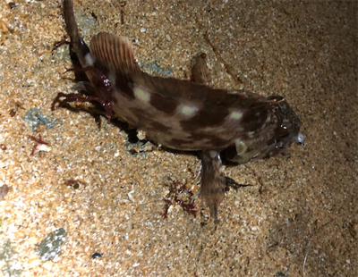 ガシラはね、、、