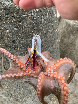 仕事帰りタコ！