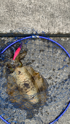 まさかの春イカ2杯目！