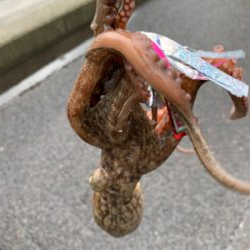 懲りもせずタコ!