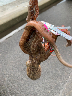 懲りもせずタコ！
