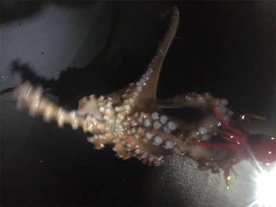 タコ成長してる