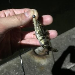 暇つぶしに近所で釣り