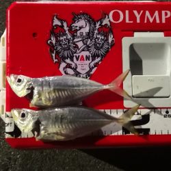 アジング練習 168