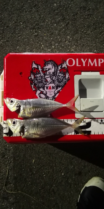 アジング練習 168