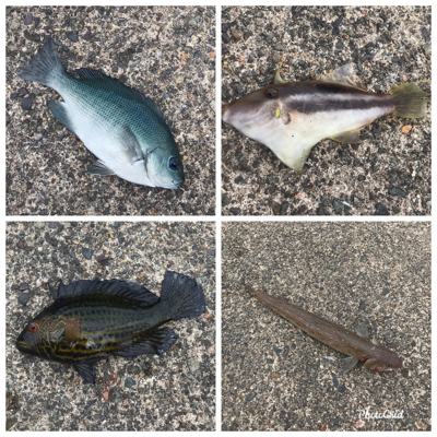 大漁なのにお土産無し