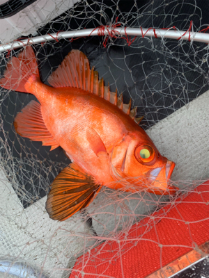 中深海ジギング