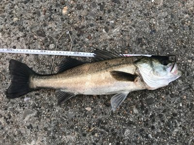 ショアジギング