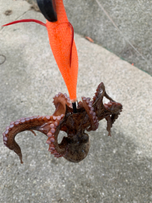 タコ復活してるか？