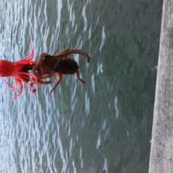 SSJ & オクトパッシング