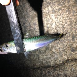 ナイトシャバダバサバサバw