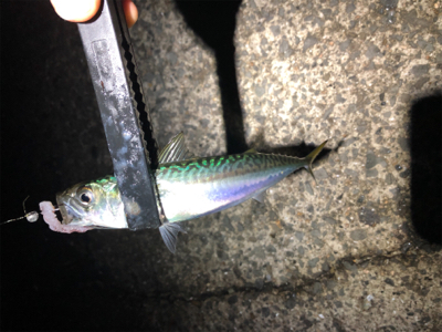 ナイトシャバダバサバサバw