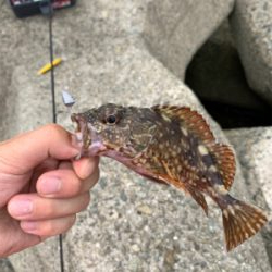 青物不発、安定の