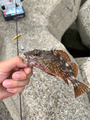 青物不発、安定の