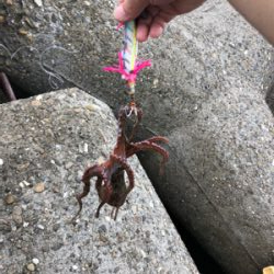 タコ調査6!大物バラシ(泣)泣