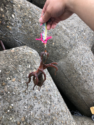 タコ調査6!大物バラシ(泣)泣