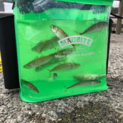 豆アジたくさん