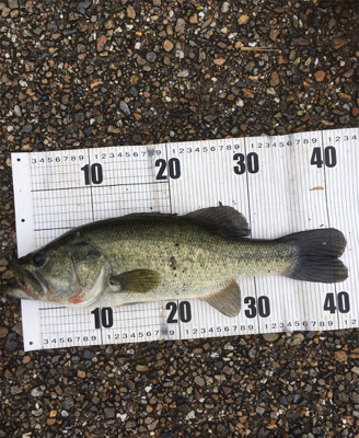 全開放流の琵琶湖