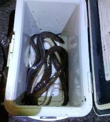 サバの切り身でアナゴ8匹