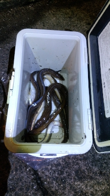 サバの切り身でアナゴ8匹