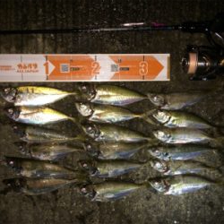 激濁りでも関係なし！アジプラグ爆発