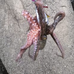 連日のオクトパッシング