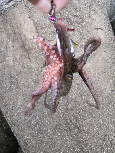 連日のオクトパッシング