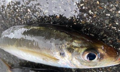 メタボアジ、見た目から美味いのがわかるやつ…