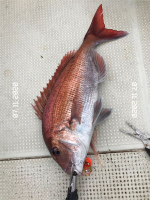 梅雨間の初タイラバ
